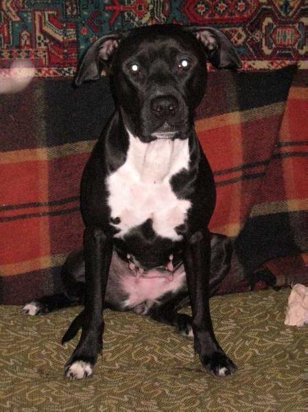 SHEYRON FRAU ETLIK | American Pit Bull Terrier 