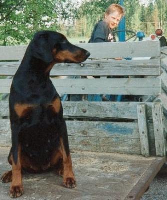 Toscanina's Toyan-Topas | Black Doberman Pinscher