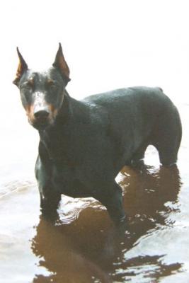 Zenthor v.d. Kunnemaborgh | Black Doberman Pinscher