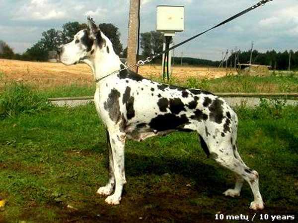 Agria Ipulse | Great Dane 