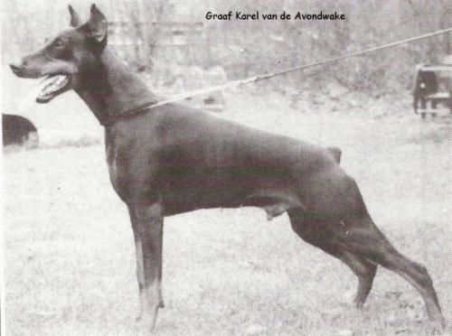 Graaf Karel v.d. Avondwake | Black Doberman Pinscher