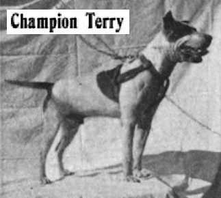 Corcoran's Terry (Waterford Jack x Biddie) | American Pit Bull Terrier 