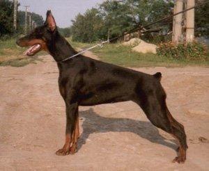 Tahi-Reme Gladys | Black Doberman Pinscher