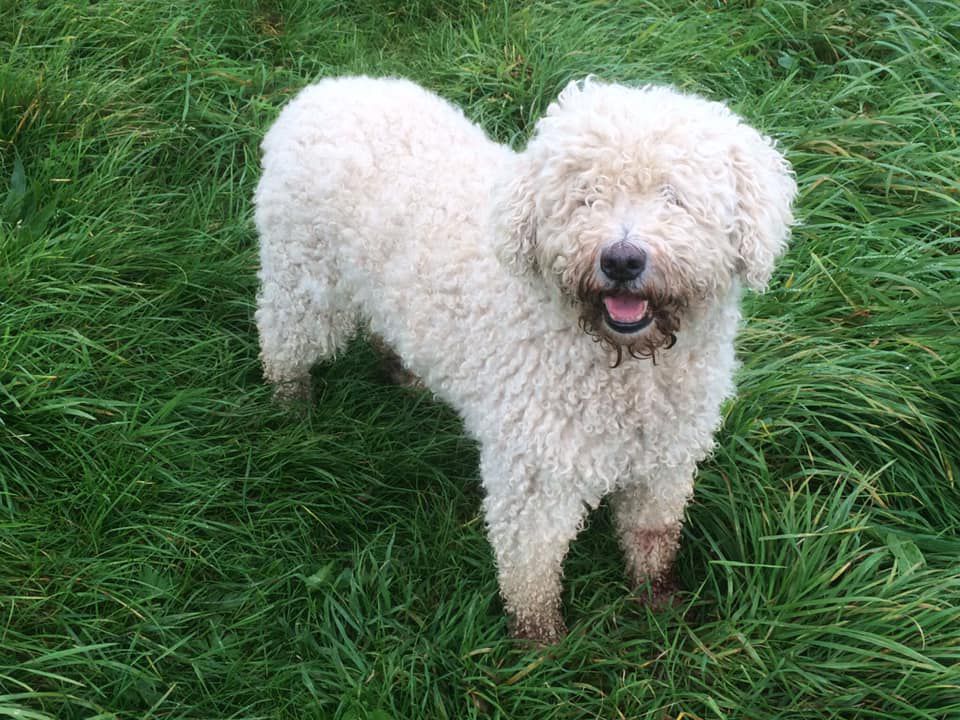 Leonneusg de Ubrique del Valentisimo | Spanish Water Dog 