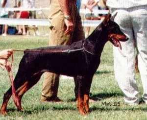 Sydney v. Roveline | Black Doberman Pinscher