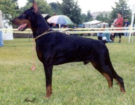 Atlas v. Karpatia | Black Doberman Pinscher