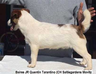 Baires Quentin Tarantino | Jack Russell Terrier 