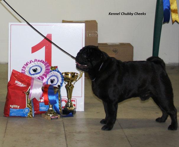 xoe's you rock my world | Pug 