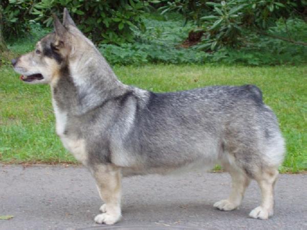 Norsled Emil | Swedish Vallhund 