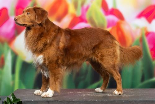 Suncatcher's Hop into my Heart | Nova Scotia Duck Tolling Retriever 