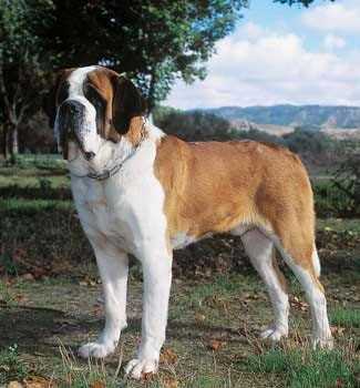 Flash de el Busgosu | Saint Bernard 
