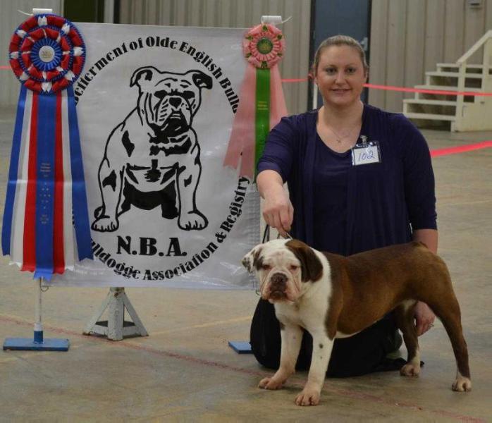 Anderson's Dixie Lullaby | Olde English Bulldogge 