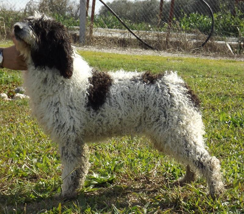 Feria I de Fraguel´s | Spanish Water Dog 