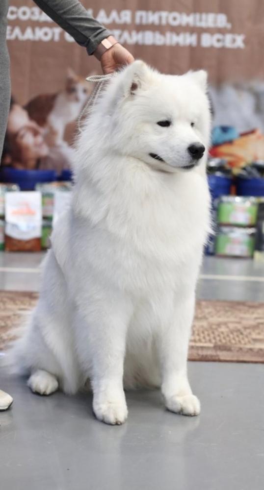 Arkticheskiy Pes Elizar | Samoyed 