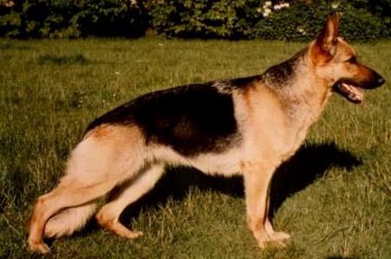 Ina vom Streithahn | German Shepherd Dog 