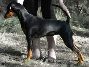 Dark Angels POISON PRIVATE PASSION | German Pinscher 