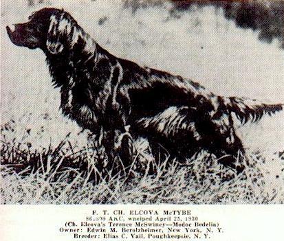 ELCOVA MCTYBE | Irish Setter 