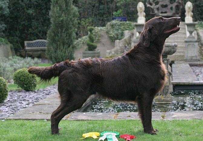 Cuivienen Aapeli | Flat-Coated Retriever 