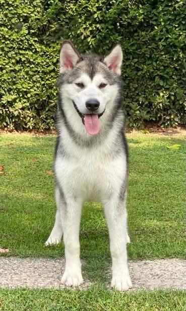 Great Style Del Biagio | Alaskan Malamute 