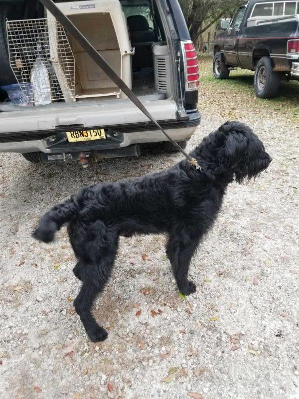 Eli vom Furstenhaus | Giant Schnauzer 