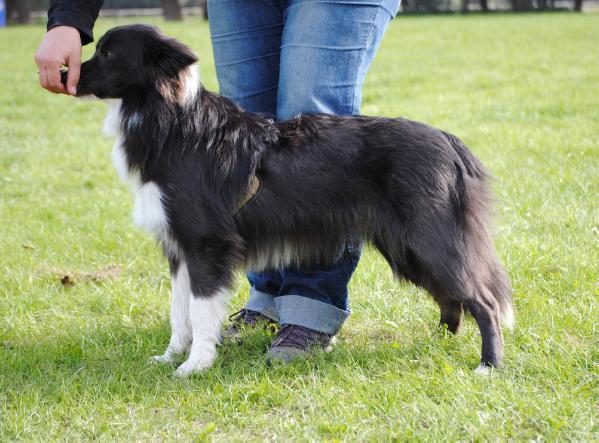 Blueberry Princess Royal Fellow | Border Collie 