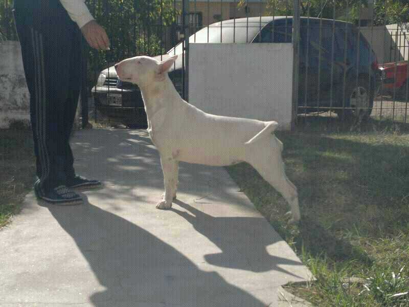 Katana de Oscuro Diamante | Bull Terrier 