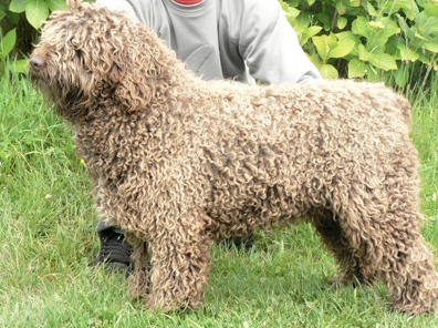 Chano de Valdeperales | Spanish Water Dog 