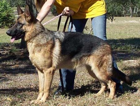 E.Hinnerschietz vom DorfChen | German Shepherd Dog 