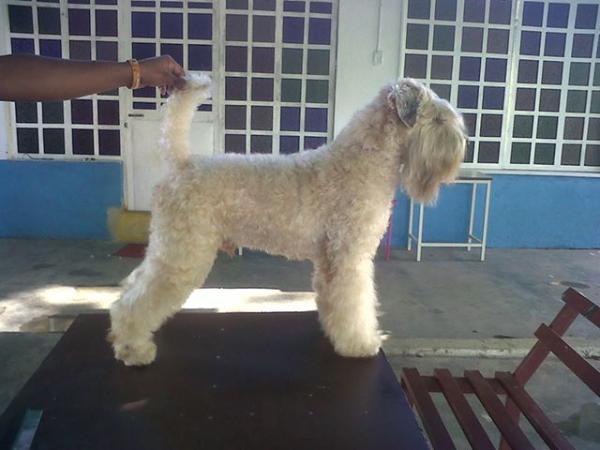 Wheatland Cute Caluga | Soft Coated Wheaten Terrier 