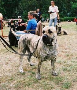 Veta Xanti Land | Perro de Presa Canario 