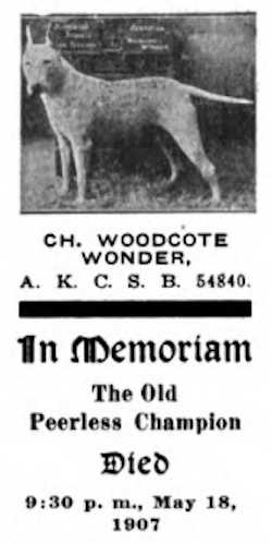 Woodcote Wonder (054840) | Bull Terrier 