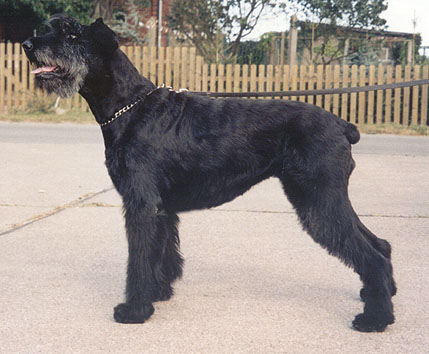 Assi vom Nordexpress | Giant Schnauzer 