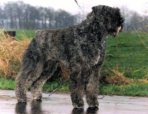 Raiza-Byou v.d. Vanenblikhoeve | Bouvier des Flandres 