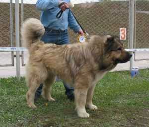 SHATO IZ SVETLOGO DOMA | Caucasian Mountain Dog 