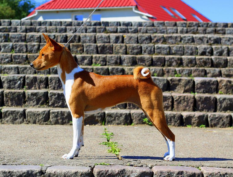 FURIOUS ARYA OF Burudika | Basenji 