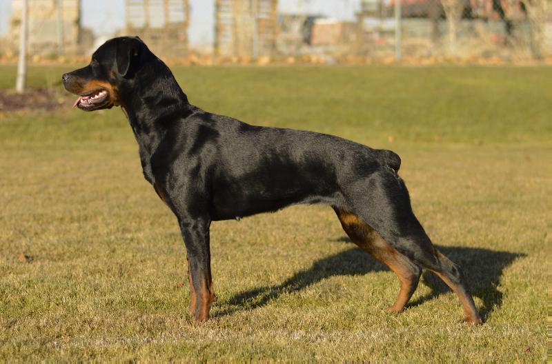 Azara Ceberus Cham | Rottweiler 