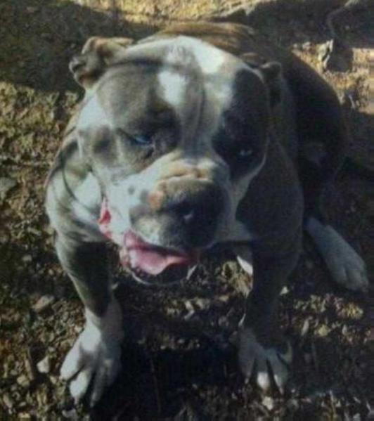 Abney's Big Bluey of Estill | American Bulldog 