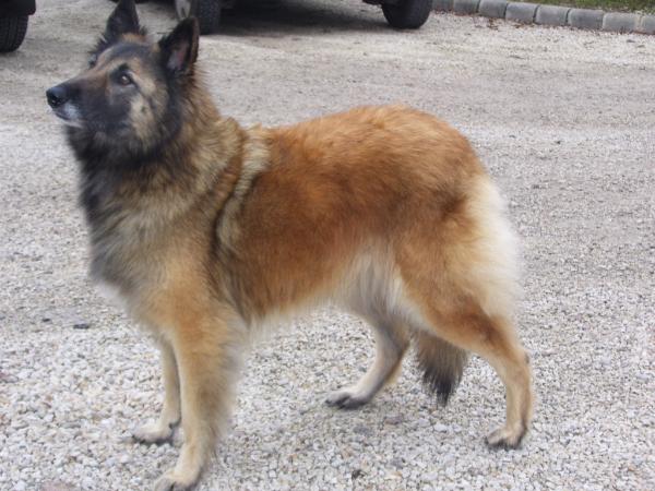 Hurkatöltési Narni | Belgian Tervuren 