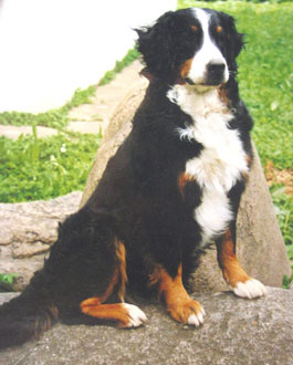 BESTIA WAJK | Bernese Mountain Dog 