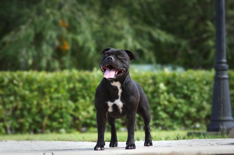 Brave Spirit Esmina Ladies Prayd? | Staffordshire Bull Terrier 