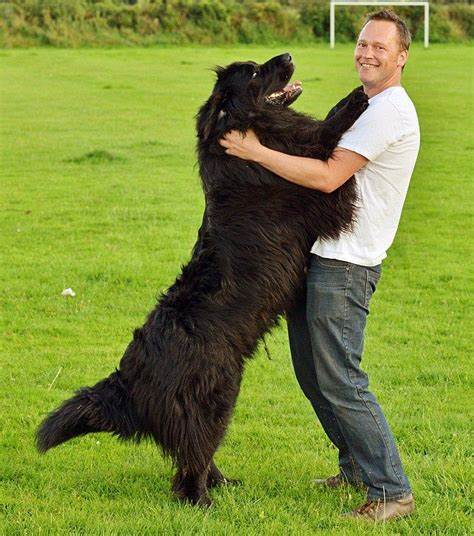 Newfoundland
