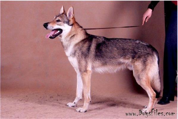 Epoha viktorii aikemunno | Czechoslovakian Wolfdog 