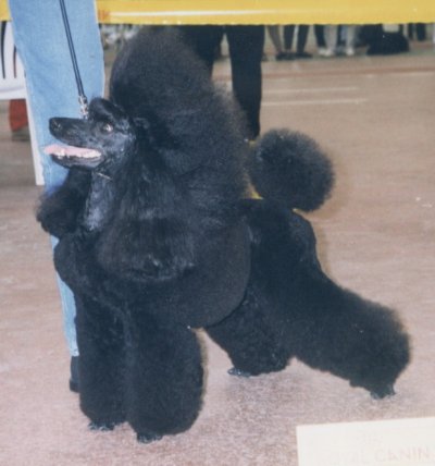 Feliche Velena Lavaletta | Poodle 