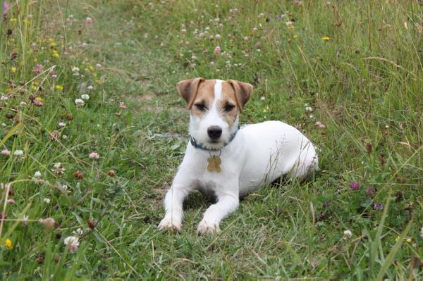 Samir Urwisy z Kluczwody | Parson Russell Terrier 