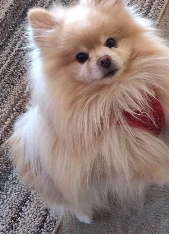 House Of Poms Trooper | Pomeranian 