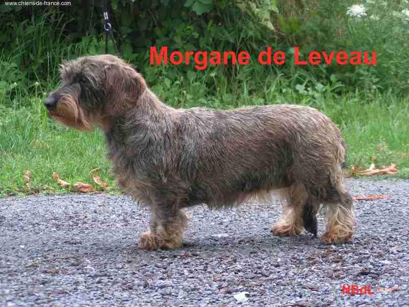 Morgane de leveau | Dachshund 