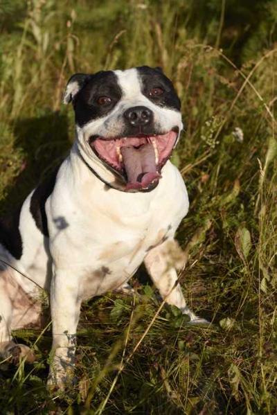 Grimm Fandago | Staffordshire Bull Terrier 