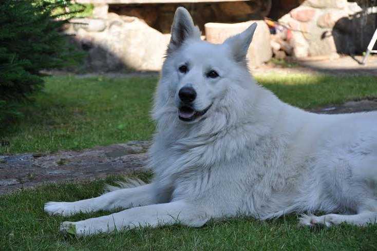 Kenvudas Vejuonos Šerkšnas | White Swiss Shepherd Dog 