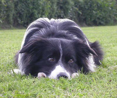 Kuhaylan's Australia Red Shane B | Border Collie 