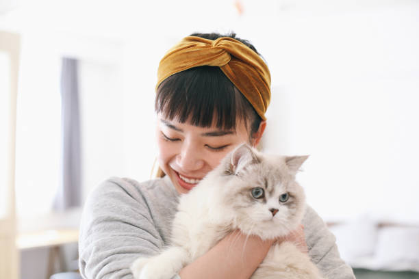 Asian Semi-longhair